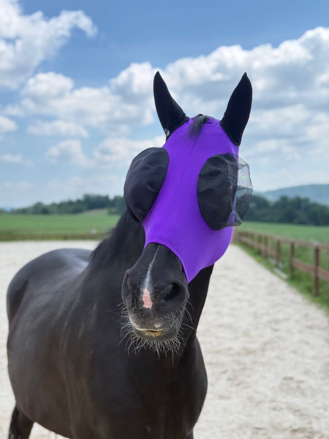 CassVetEye®